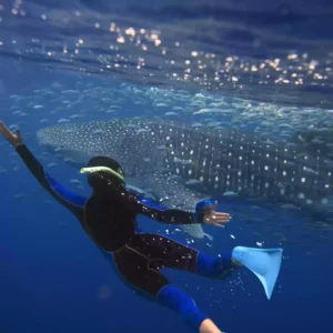 Paket Private One Day Trip Whale Shark Pulau Sumbawa